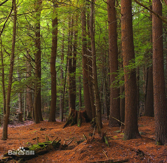 鐵杉木.jpg 鐵杉木.jpg